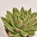 Зображення товару Сукулент мікс, артикул: 2084