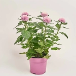 Зображення товару Хризантема Еббі, артикул: 51975