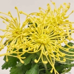 Зображення товару Хризантема Файерворкс жовта в кер., артикул: 55614
