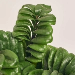 Зображення товару Заміокулькас Зензі 4ст., артикул: 50509