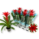 Зображення товару Гузманія Каліпсо, артикул: 56043