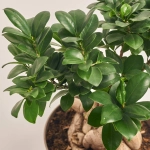 Зображення товару Фікус мікрокарпа Гінсенг, артикул: 55296