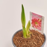 Зображення товару Амариліс мікс, артикул: 30930