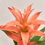 Зображення товару Гузманія Меліса в кер., артикул: 53457