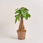 Зображення товару Пахіра Акватіка, артикул: 53275