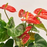 Зображення товару Антуріум Мадурал, артикул: 1181