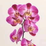 Зображення товару Фаленопсис 1ст. мікс, артикул: 18850