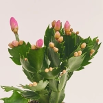 Зображення товару Шлюмбергера мікс, артикул: 25357