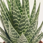 Зображення товару Алоє Тікі Тахі, артикул: 33471