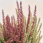 Зображення товару Калуна біколор, артикул: 42172