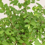 Зображення товару Бонсай в кер., артикул: 17924