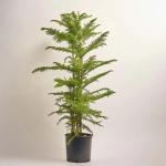 Зображення товару Араукарія Гетерофіла, артикул: 53120