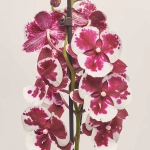 Зображення товару Фаленопсис 2ст. мікс, артикул: 19319