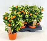 Зображення товару Цитрофортунелла мікрокарпа, артикул: 56751