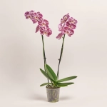 Зображення товару Фаленопсис 2ст. мікс, артикул: 18519