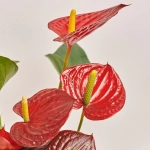 Зображення товару Антуріум Каріно Пуро, артикул: 54152