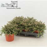 Зображення товару Рипсаліс Барчела, артикул: 57463