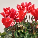 Зображення товару Цикламен XL мікс, артикул: 2671