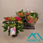 Зображення товару Гортензія червона 8ст., артикул: 37315