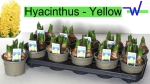 Зображення товару Гіацинт жовтий, артикул: 56059