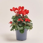 Зображення товару Цикламен Супер Рембренд мікс, артикул: 51018