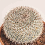 Зображення товару Кактус мікс, артикул: 56847