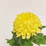 Зображення товару Хризантема Супернова мікс, артикул: 26451