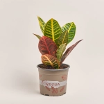 Зображення товару Кротон Петра, артикул: 19547