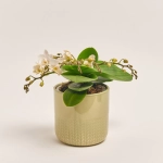 Зображення товару Фаленопсис Мф "Назаре" 4ст. в кер., артикул: 49370