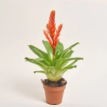 Зображення товару Врієзія Спаркл, артикул: 47537