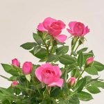 Зображення товару Троянда мікс, артикул: 1294