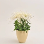 Зображення товару Хризантема Файерворкс кремова в кер., артикул: 55615