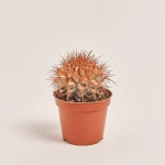 Зображення товару Ехінокактус Рейнбов новорічний мікс, артикул: 53636