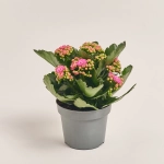 Зображення товару Каланхоє мікс, артикул: 24950