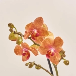 Зображення товару Фаленопсис мультифлора 2ст. мікс, артикул: 19270