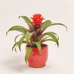 Зображення товару Гузманія та Кашпо Сет 345, артикул: 56290