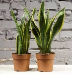Зображення товару Сансевієрія Лауренті, артикул: 1395