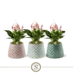 Зображення товару Антуріум Лілі в кер., артикул: 57226