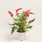 Зображення товару Антуріум Лілі Ред, артикул: 55888