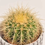 Зображення товару Кактус мікс в кер., артикул: 56882