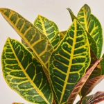 Зображення товару Кротон Петра, артикул: 35948