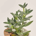 Зображення товару Сукулент мікс "Сова", артикул: 40576