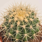 Зображення товару Кактус мікс, артикул: 46255