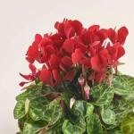 Зображення товару Цикламен Супер Каріно, артикул: 52986