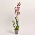 Зображення товару Фаленопсис 2ст. мікс, артикул: 18519