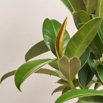 Зображення товару Фікус ел Мелані штамб., артикул: 33015