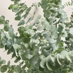 Зображення товару Евкаліпт Гунні, артикул: 44895