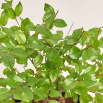 Зображення товару Бонсай мікс, артикул: 17945