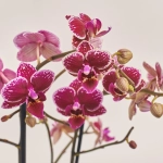 Зображення товару Фаленопсис мультифлора 1/2ст. мікс, артикул: 53124