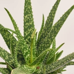 Зображення товару Алоє Вера, артикул: 53103